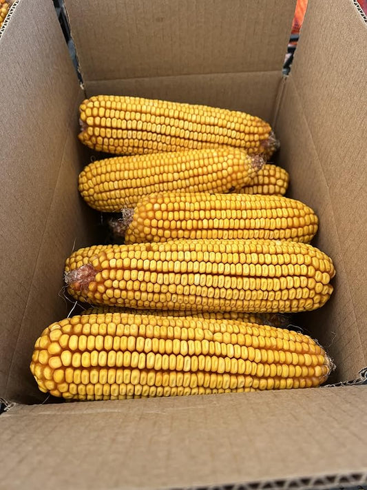 14 lbs of Ear Corn for Squirrels, Deer, Rabbits - Grown by Woldhuis Farms