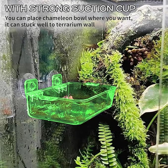 Tfwadmx 2 Pcs Reptile Feeder Chameleon Bowl Water Dish with Suction Cup Gecko Worm Feeder Anti-Escape Chameleon Supplies Accessories for Iguana Lizard Bearded Dragon Snakes （Green,L）