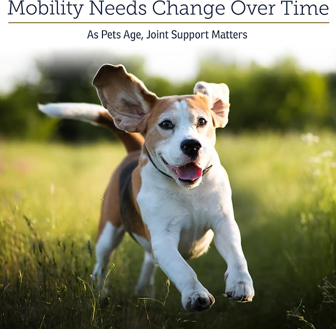 Rx Vitamins MegaFlex - Glucosamine Sulfate with MSM - Cat & Dog Hip and Joint Supplement - Contains Vitamin C and Sea Cucumber - Supports Joint Health and Flexibility - 600g