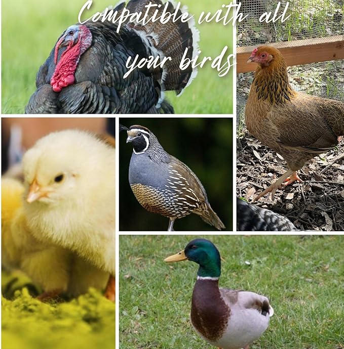 Chicken Water Cups Hillside Homestead Free Extras Automatic Chicken Waterer 5 Gallon 8 pk Chicken coop Accessories Chicken Water Feeder Use for All Chicks Ducks Quail Turkey Goose Poultry Waterer Cup