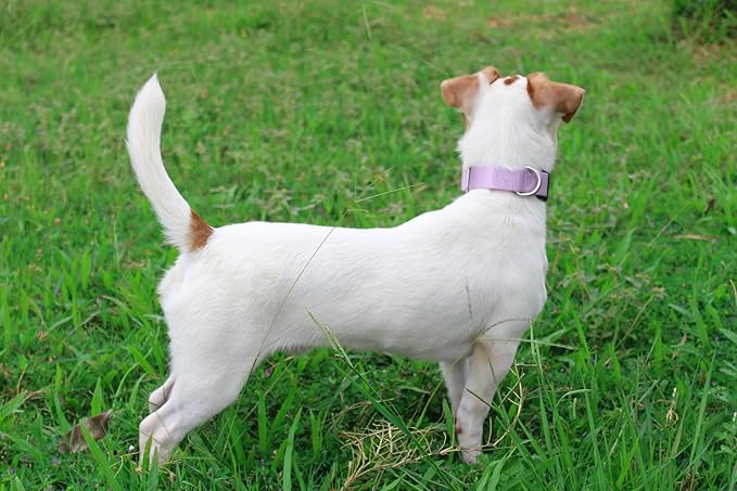 Mikivery Nylon Dog Collar with Quick Release Buckle Soft Adjustable Sturdy for Small Medium Large Dogs Violet,M