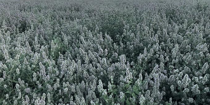 from The Field | Fine Ground Stalkless Catnip | Premium USA-Grown Catnip for Toys & Playtime | Fresh, Potent, Non-Toxic, Eco-Friendly | Safe for Kittens & Cats | Resealable 2 Oz Tub