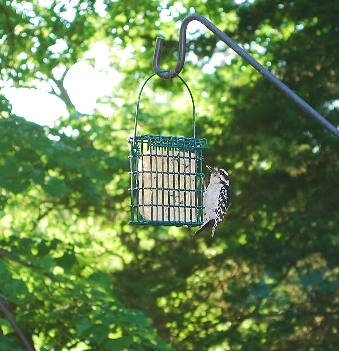Suet Plus Variety Suet Cake 6 Pack of Suet Cakes for Wild Birds