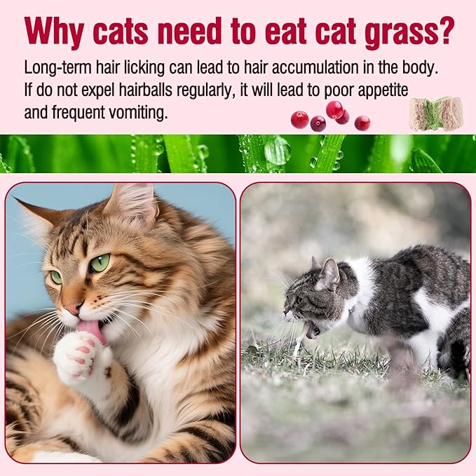 HavenJanny Freezed-Dried Cat Grass Treats, Catgrass Cranberry Duo Bites, Cat Dental Treats for Hairball Control and Urinary Tract Support, Cats Teething Stick (60g, Cranberry)