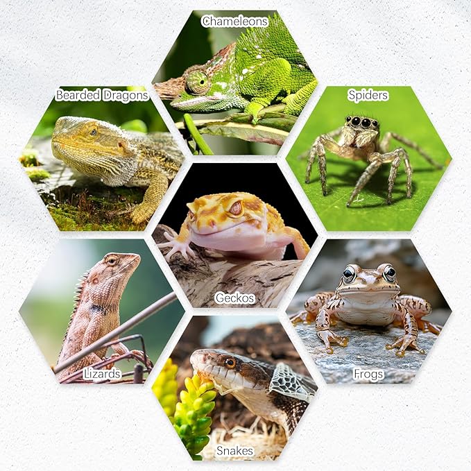 Tfwadmx 6 Pack Reptile Food Bowl, Mini Ceramic Water Feeder Bowl, Reptile Worm Feeding Dish for Lizard Turtle Bearded Dragon Anoles Crested Gecko Hermit Crab Leopard Gecko Chameleon Corn Snake