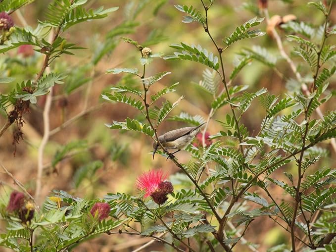 Birdseed Cylinders with Hole - Bird Seed for Outside Wild Birds (Small Cylinder, Bandit Buster 2pc)