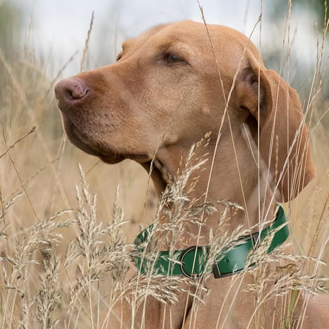 Dogline Biothane Waterproof Dog Collar Strong Coated Nylon Webbing with Black Hardware Odor- Proof for Easy Care Easy to Clean High Performance Fits Small Medium or Large Dogs, Hunter Green