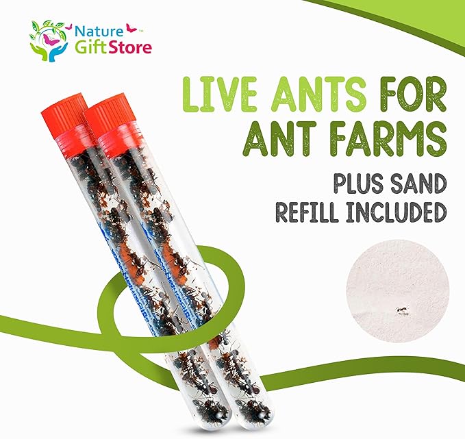 50 Live Red Harvester Ants with 10oz Sand for Ant Habitats – Live Arrival, Shipped Now – Perfect for Educational Science Projects & Interactive Habitat Experience