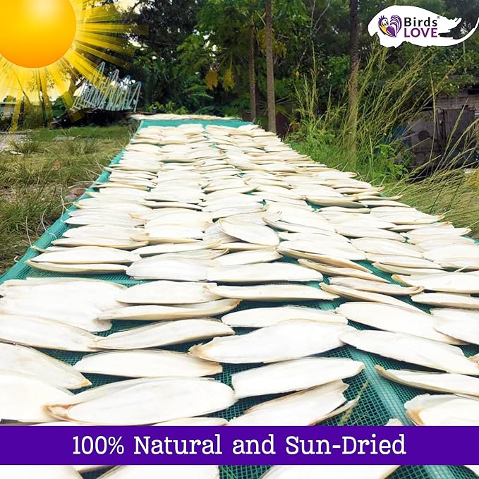 Birds LOVE Natural Cuttlebone for Birds & Reptiles – 100% Pure Sun-Dried Calcium Supplement – Supports Beak, Bone & Shell Strength – Safe Daily Use - 2 Pack with Holder, Size 5.5 to 6"