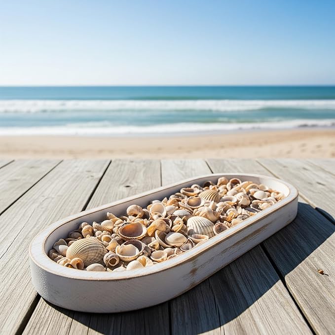 32 oz Jug of Natural Medium Seashells, 1½-3 inch Size, for Indoor Outdoor Decor, vase Filler, Candles, Art, Crafts, Aquariums, Fairy Gardens, planters, tablescapes, terrariums