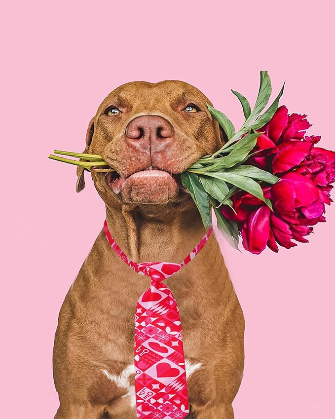 PET SHOW 10 Pack Holiday Big Dog Ties Neckties for Large Breed Dogs XL Adjustable Grooming Accessories Neck Ties Bowties Girl Boy Pets Festival Costumes Wedding Party Gift Favor