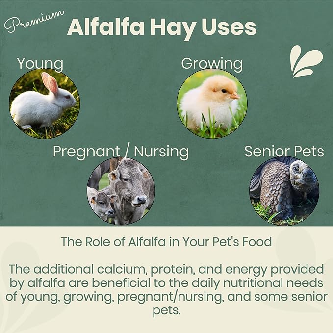 Fresh Alfalfa Hay 40Lbs by Bunny Honey - Natural Hay for Guinea Pigs, Rabbits, Hamsters, Hedgehogs, and More Small Animal Pets - Not Blended, Green Chopped & Delivered Fresh