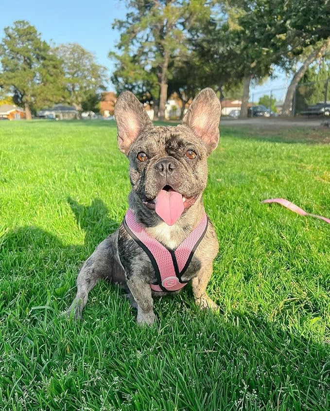 Gooby Comfort X Head in Harness - Pink, Large - No Pull Small Dog Harness Patented Choke-Free X Frame - Perfect on The Go Dog Harness for Medium Dogs No Pull or Small Dogs for Indoor and Outdoor Use