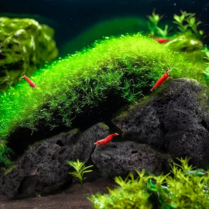 LANDEN Black Lava Stones (16lbs,3~10inch,11pcs) for Aquascaping Terrariums, Paludarium, Vivariums, Reptile and Amphibian Enclosures