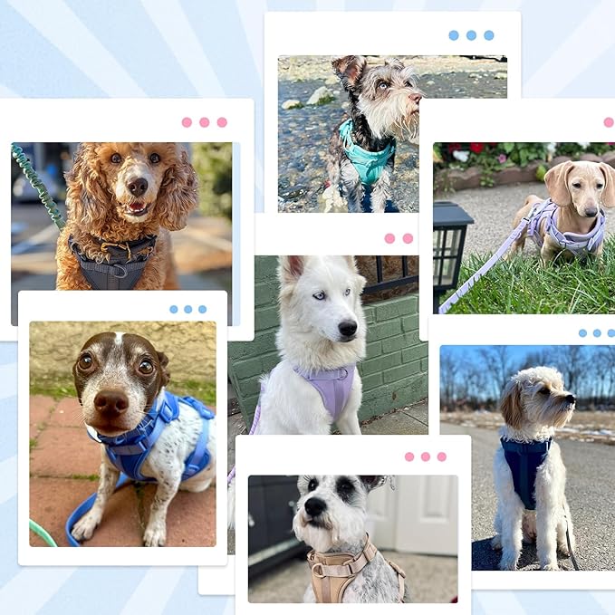 Wisedog No Pull Lightweight Dog Harness: Adjustable Breathable Mesh Pet Vest Harness with Soft & Comfortable Cushion, for Small Medium Large Dogs (Large, Black)