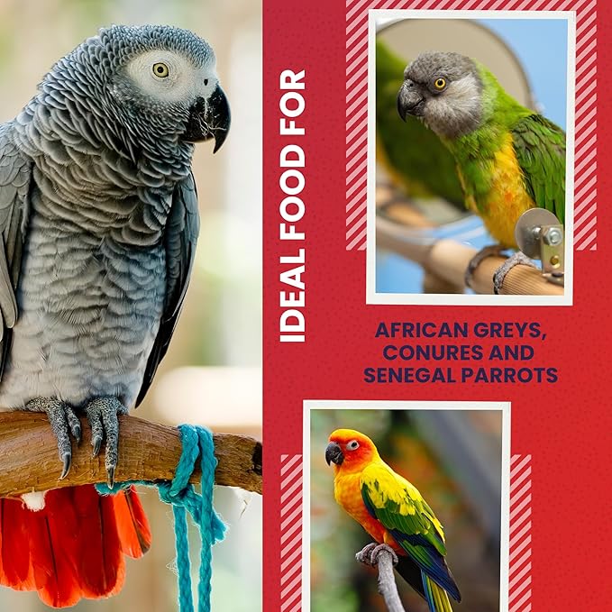 ABBA 1400 Premium Bird Food for African Grey, Conure, and Senegal Parrot, Bird Seed Blend with Whole Eggs, Fruits and Nuts - Packed with Protein, Vitamins & Minerals, 5 lbs