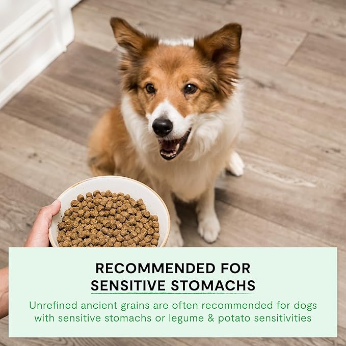 Open Farm, Ancient Grains Dry Dog Food, Protein-Rich & Nutrient Dense, 90% Animal Protein Mixed with Non-GMO Fruits, Veggies and Superfoods, Wild Caught Salmon Recipe, 11lb Bag