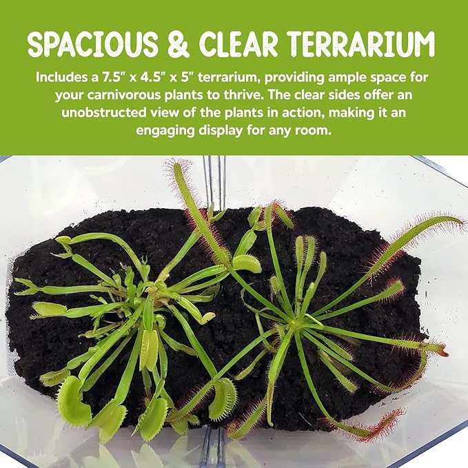 Venus Fly Trap Live Plant + Sundew Plant Set with Terrarium + Carnivorous Plants Food, Feeding Tweezers, Peat and Venus Flytrap + Sundew Carnivorous Plants Live