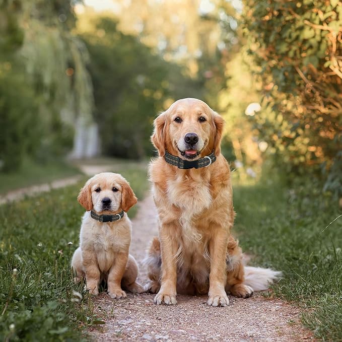 Black Gold Wavy Stripes Dog Collar Pet Neck Strap for Small Medium Large Dogs Soft Adjustable Buckle
