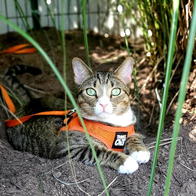 Travel Cat Harness and Leash Set - Adjustable Fit Mesh Cat Harness and Reflective Strap - Comfort Walking Vest for Kitten for Outdoor Walking, Hiking (Large, Orange)