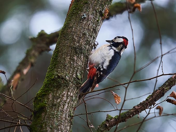 Birdseed Cylinders with Hole - Bird Seed for Outside Wild Birds (Small Cylinder, Redhead Special 6pc)