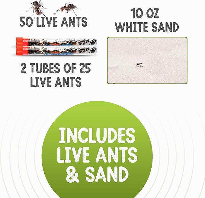 50 Live Red Harvester Ants with 10oz Sand for Ant Habitats – Live Arrival, Shipped Now – Perfect for Educational Science Projects & Interactive Habitat Experience
