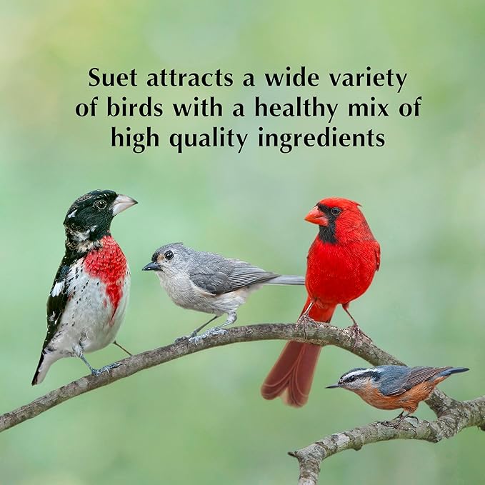 C&S Sunflower Suet Nuggets, Wild Birds Food For Woodpeckers, Chickadees, Nuthatches, and More, 8 Pounds