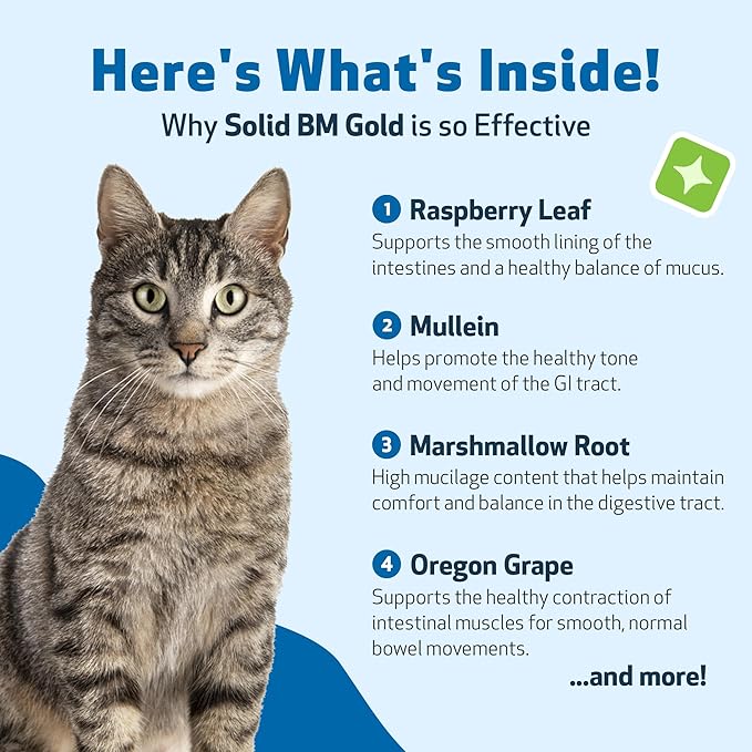Pet Wellbeing BM Tone-Up Gold for Dogs & Cats - Supports Healthy Digestive Function, Solid Stools, Normal Bowel Movements, Bayberry - Veterinarian-Formulated Herbal Supplement 4 oz (118 ml)
