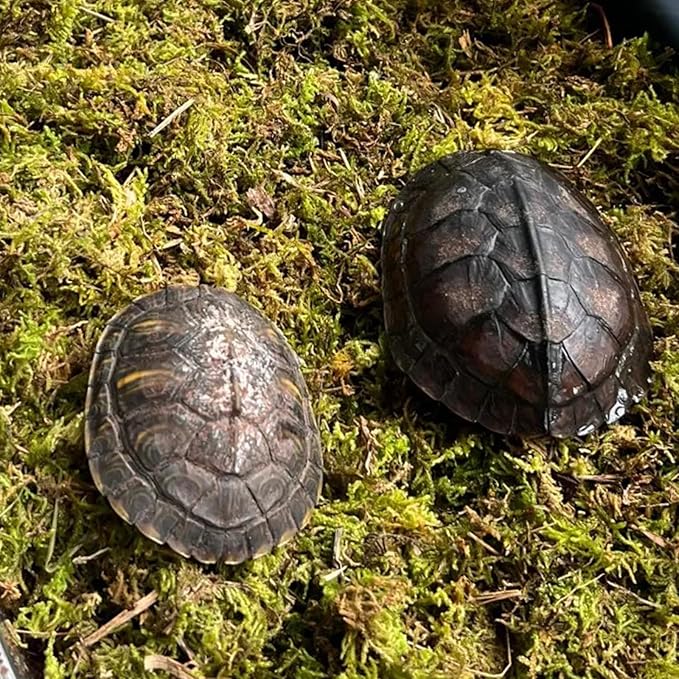 Winter Tortoise Habitat Kit,Turtle Tank Accessories,Turtle Tank Accessories,Snake Hide,Small Animals Hide with Hygrometer Thermometer,Apply to Frogs,Snakes,Lizards,Tortoise.