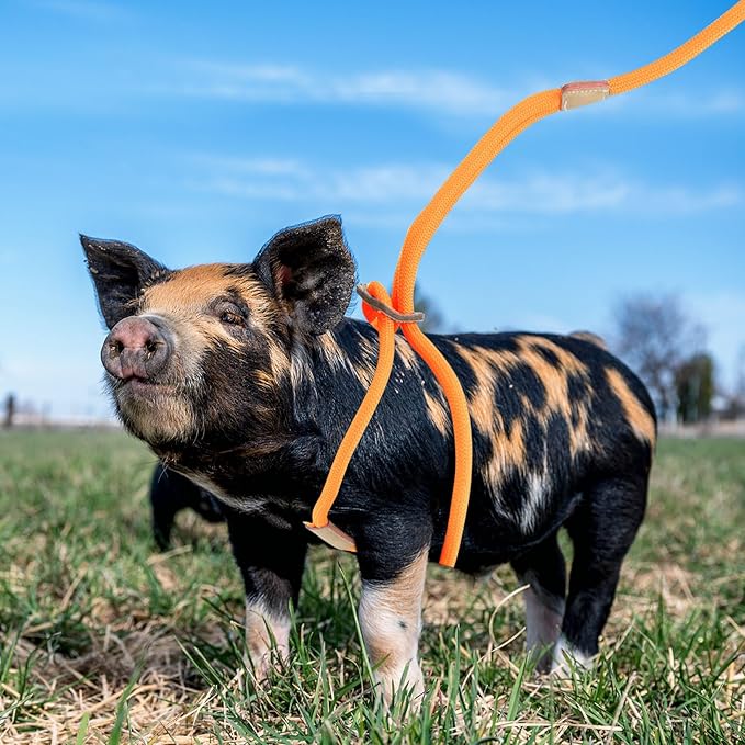 Mini Pig Harness & Leash, Adjustable 8 Feet Long Rope for Small to Medium Pet Pigs