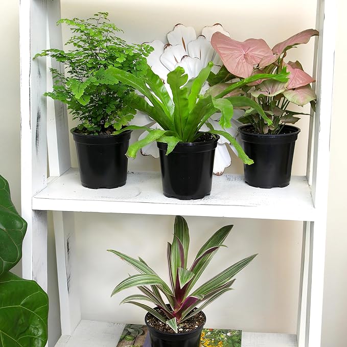 Essential Houseplant Collection (3PK) Live Plants Indoor Plants Live Houseplants in Plant Pots, Easy House Plants Indoors Live, Snake Plant, Pothos in Potting Soil, Clean Air Plants by Plants for Pets