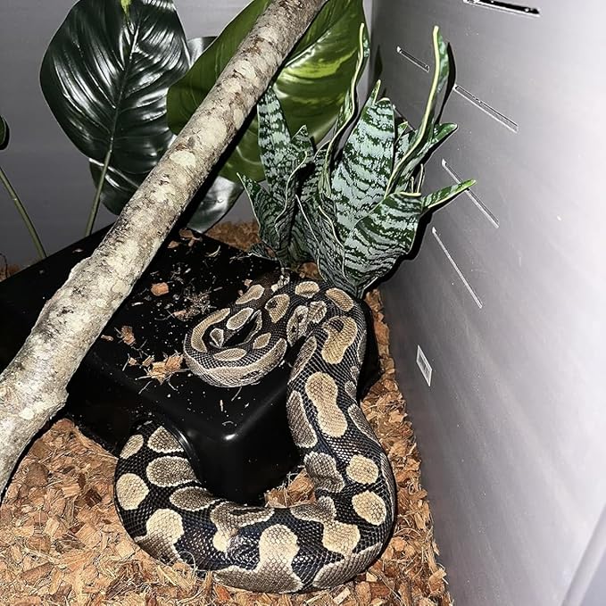 Amypet Different Size Reptile Use Hide Cave for Snakes,Reptiles, Ball Pythons Durable Material Easy to Clean 10.2 x7.48 x 2.75inch (L)