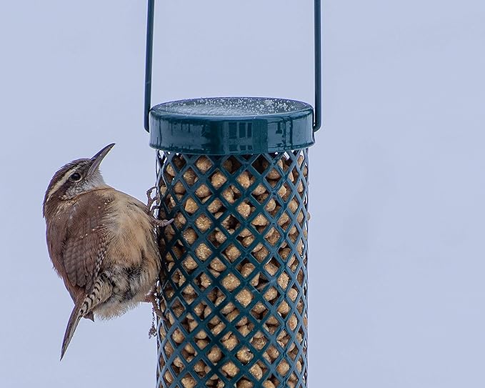 C&S Wild Bird Woodpecker Suet Nuggets Mega Box, 8 Pounds (Pack of 2)