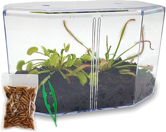 Venus Fly Trap Live Plant + Sundew Plant Set with Terrarium + Carnivorous Plants Food, Feeding Tweezers, Peat and Venus Flytrap + Sundew Carnivorous Plants Live