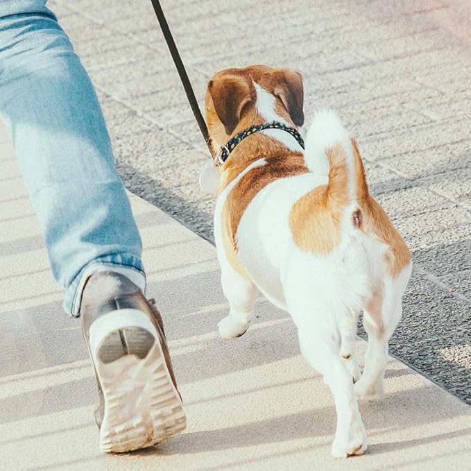 Gold Sun Moon Stars Dog Collar Pet Neck Strap for Small Medium Large Dogs Soft Adjustable Buckle