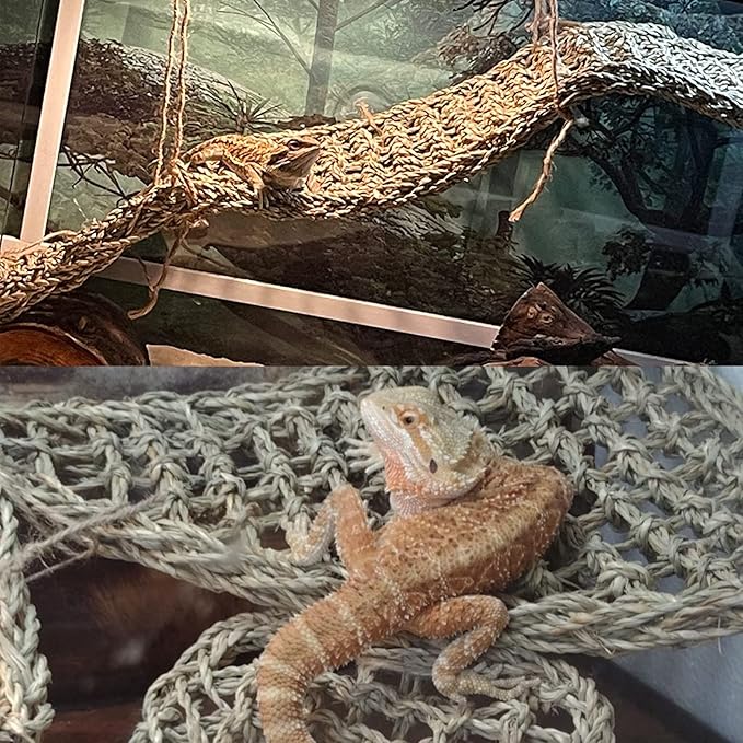 PINVNBY Reptile Dinosaur Skull Decor,Bearded Dragon Tank Accessories,Reptiles Resin Triceratops Skull Cave Lizard Hammock Amphibians Habitat Hideouts Decorations for Lizards Spider Gecko Chameleon