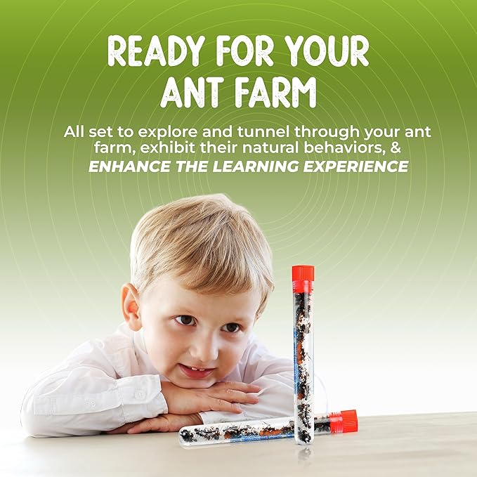 50 Live Red Harvester Ants with 10oz Sand for Ant Habitats – Live Arrival, Shipped Now – Perfect for Educational Science Projects & Interactive Habitat Experience