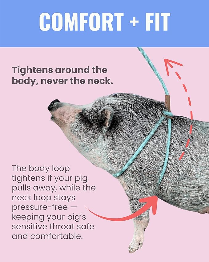 PORCINE® Mini Pig Harness & Leash – Fully Adjustable Step-in Harness with Infinity-Style Lead - Ideal for Small & Medium Potbelly Pigs – Durable, Comfortable, Easy-On Easy-Off (Small Eggshell Blue)