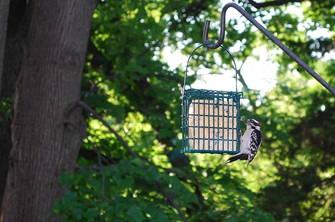 ST. ALBANS BAY SUET PLUS Bird Suet Variety Packs | 11 oz. Bird Suet Cakes | (High Energy, 15 Pack)