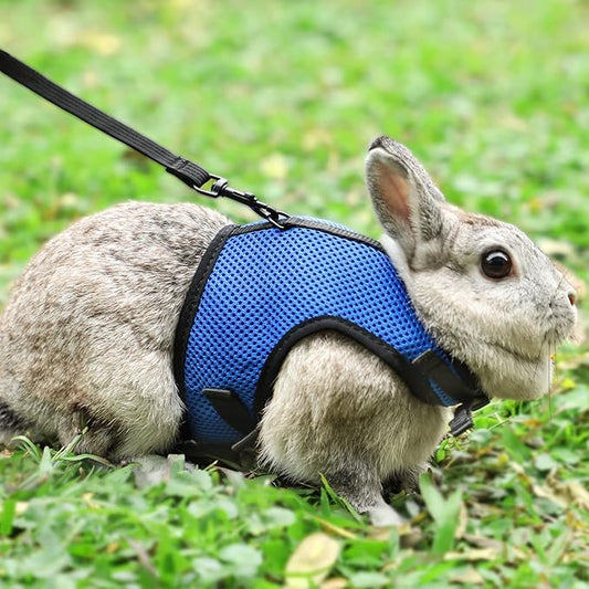 PETTOM Bunny Rabbit Harness with Stretchy Leash Cute Adjustable Buckle Breathable Mesh Vest for Kitten Small Pets Walking (Blue,S)