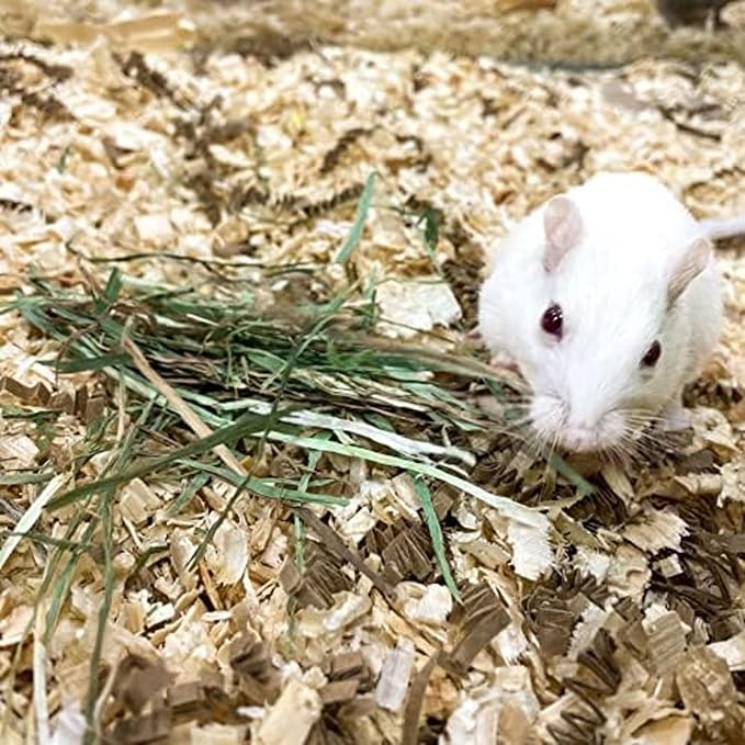 Blue Mountain Hay | Fresh Teff Grass Hay (24 Ounce) | Low NSC, High Fiber, Healthy Weight Management | High-Altitude Hay Pet Food for Rabbits, Guinea Pigs, Chinchillas, Hamsters, and Other Small Pets