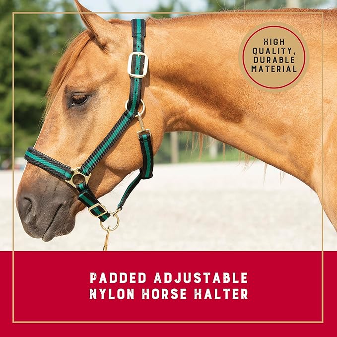 Weaver Leather Nylon Horse Halter, Padded and Adjustable, Chin and Throat Snap Hook Halters for Horses, Brass Plated Halters for Training