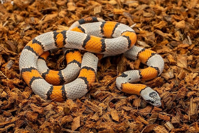 ReptiChip Reptile Substrate Coconut Chip Bedding 72 Quart Compressed Organic Coco Husk Block for Snake Habitat, Ball Python Terrarium, Turtle Tanks, Tortoise Enclosure (3 Pk)