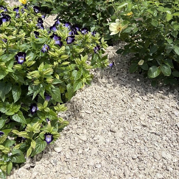 32 oz Jug of Natural Crushed Seashell Sand for Indoor Outdoor Decor, vase Filler, Candles, Art, Crafts, Aquariums, Fairy Gardens, planters, tablescapes, terrariums, Design