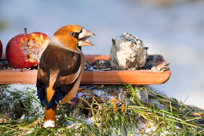 Wild Bird Mealworms & Sunflower Seeds Suet Cakes, High Protein Feed, Pack of 6, Size 4.5"x4.5"x1.0" Poultry Feed, Cattle Feed (4.5"x4.5"x1.0", Mealworms & Sunflower Seeds)