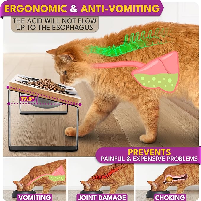 Raised cat Bowls for Indoor Cats by WinTruffles, Elevated cat Bowls, Tilted and Elevated Anti Vomiting Cat Dishes for Food and Water, Set of 2 Stainless Steel Bowl