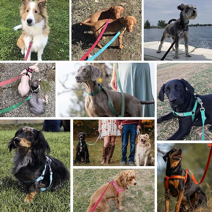 Blueberry Pet Essentials Dark Orchid Dog Leash for Large - 4' * 1" Dogs | Heavy Duty Nylon Lead | Lightweight Puppy & Cat Leash for Walking & Training