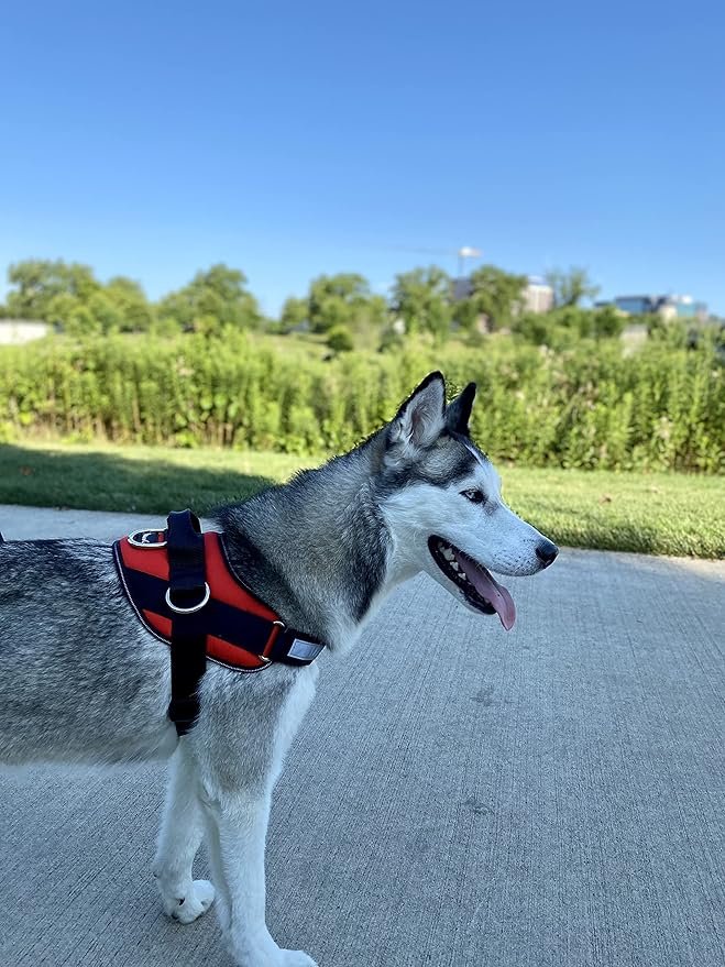 ShawnCo Essential Dog Harness, No-Pull Pet Vest with 3 Leash Clips, No Choke, Reflective, Adjustable and Padded, for Easy Walking and Training for Small, Medium and Large Dogs (Mustang Red, M)