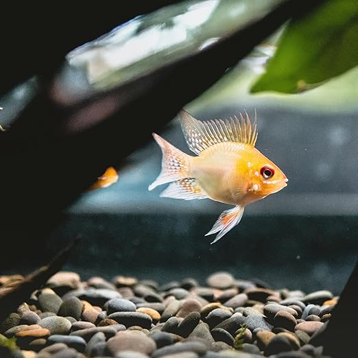 Large Black River Rocks 40lbs, 3-4 Inch Natural Unpolished Bulk Pebbles for Landscaping, Hand-Picked Premium Stones for Garden Design Fish Tank, Pathways and Backyard