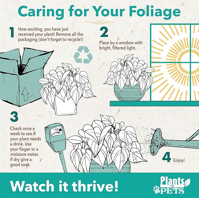 Essential Houseplant Collection (4PK) Live Plants Indoor Plants Live Houseplants in Plant Pots, Easy House Plants Indoors Live, Snake Plant, Pothos in Potting Soil, Clean Air Plants by Plants for Pets